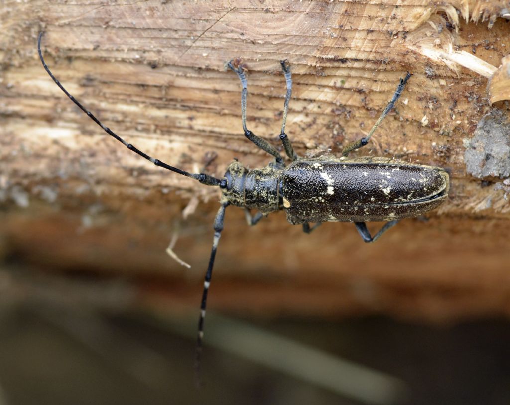 Monochamus sartor e M. galloprovincialis